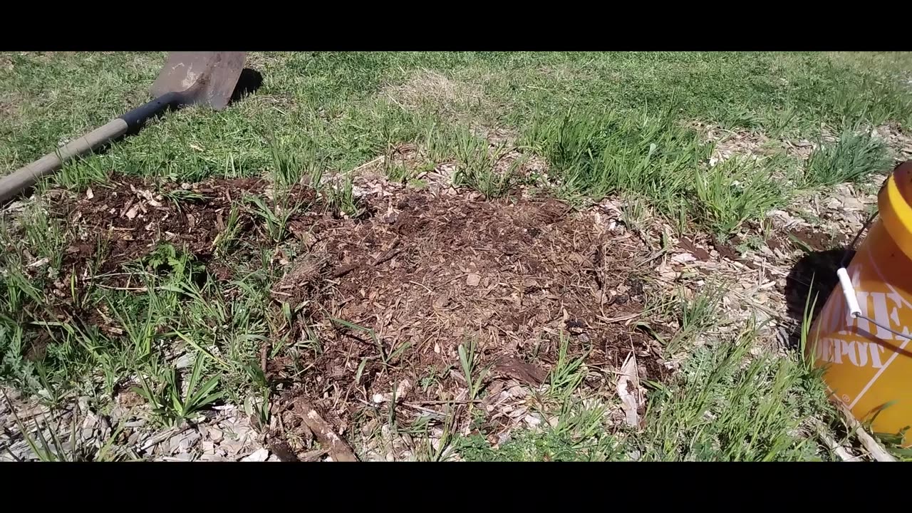 Planting Black Beauty Zucchini