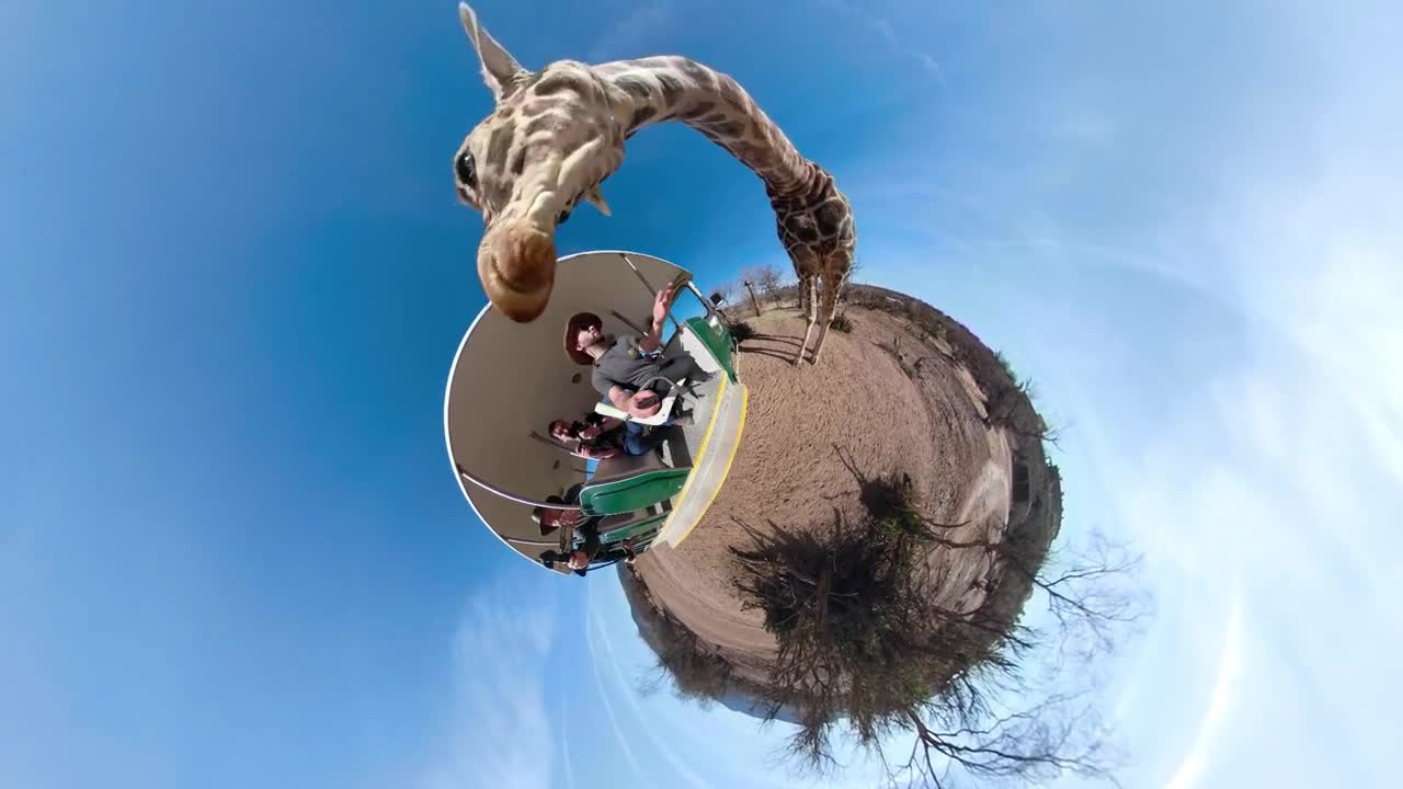 Giraffe eating from tourists hand tiny planet