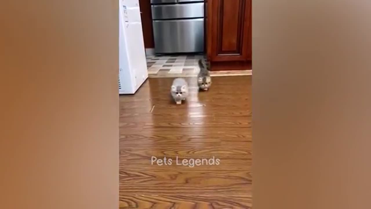 Funny Cat|funny animal|pets lagends|pets acting