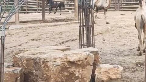 camel sunbathing