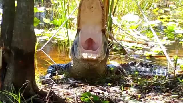 Do alligators yawn?