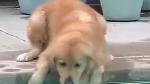 Dog Funny video dog new video