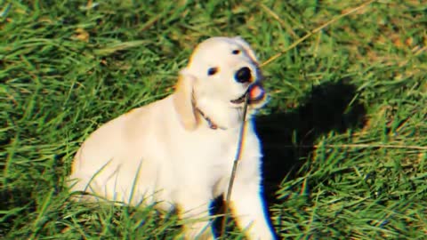 【Transition special effect video】Dogs playing on the grass with branches in their mouths