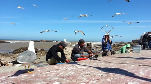 Seagulls waiting for their food!