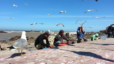 Seagulls waiting for their food!