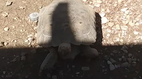 My desert tortoise Reeses