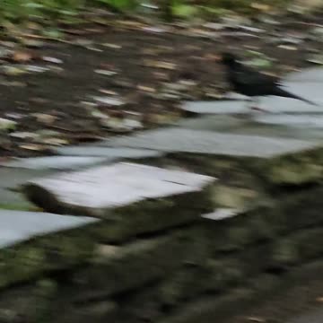 There exists a misunderstanding about birds and worms #mockumentary #nature