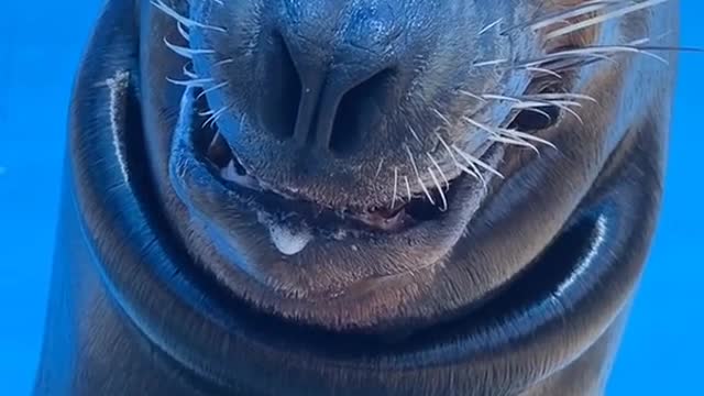 sealion#funny#animallover