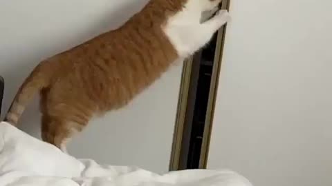 My cat trying to open the door