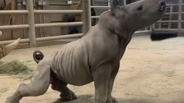 Baby rhino loves a good brushing