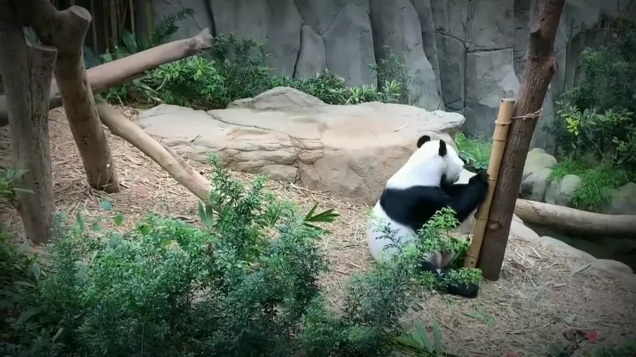 Cute baby panda eating bamboo