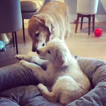 Golden Retriever & puppy learn how to share their toys