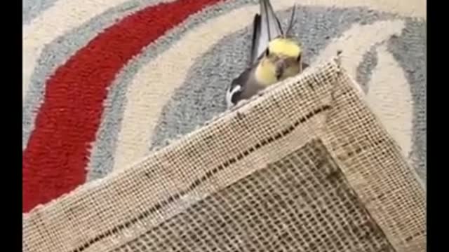 Bird Side Of TikTok