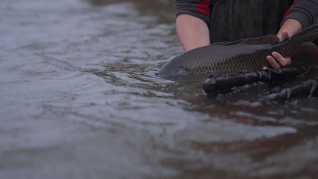 A man Releasing Caught Fish In The Pond