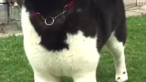 Cute dog video