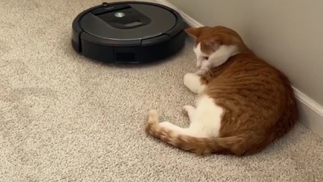 cat vs roomba