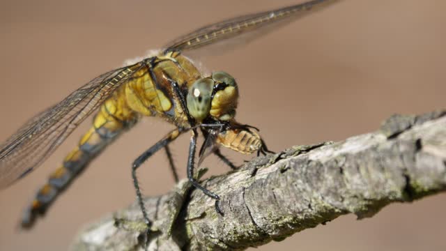 Dragonfly eating one of my honey bees.