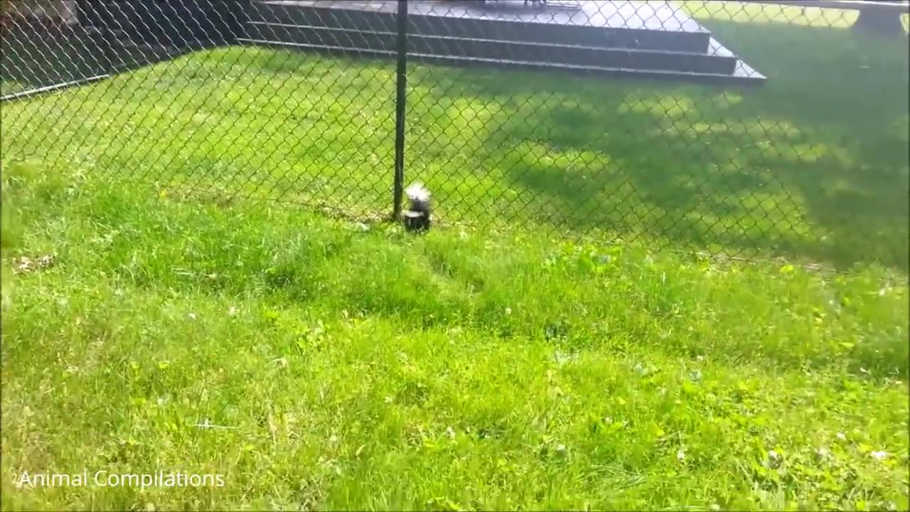 Baby Skunks Trying To Spray - Funniest Compilation