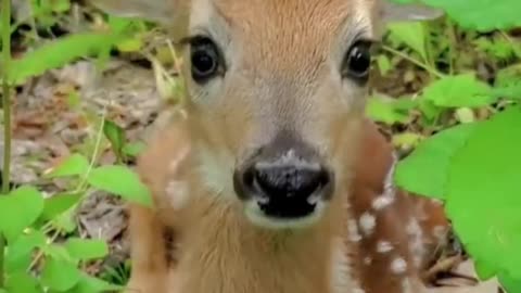 Beautiful deer