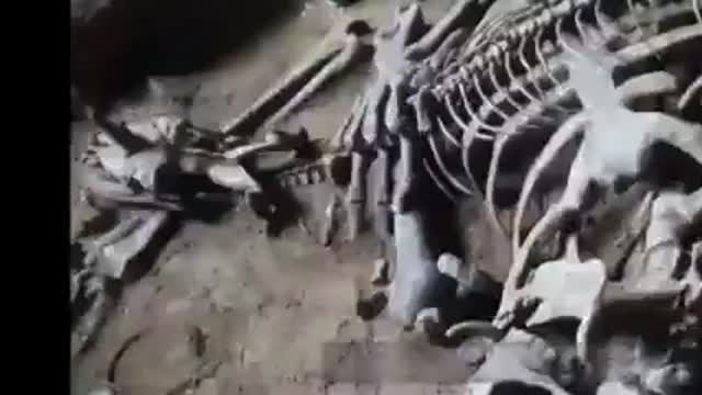 The bones of a Giant