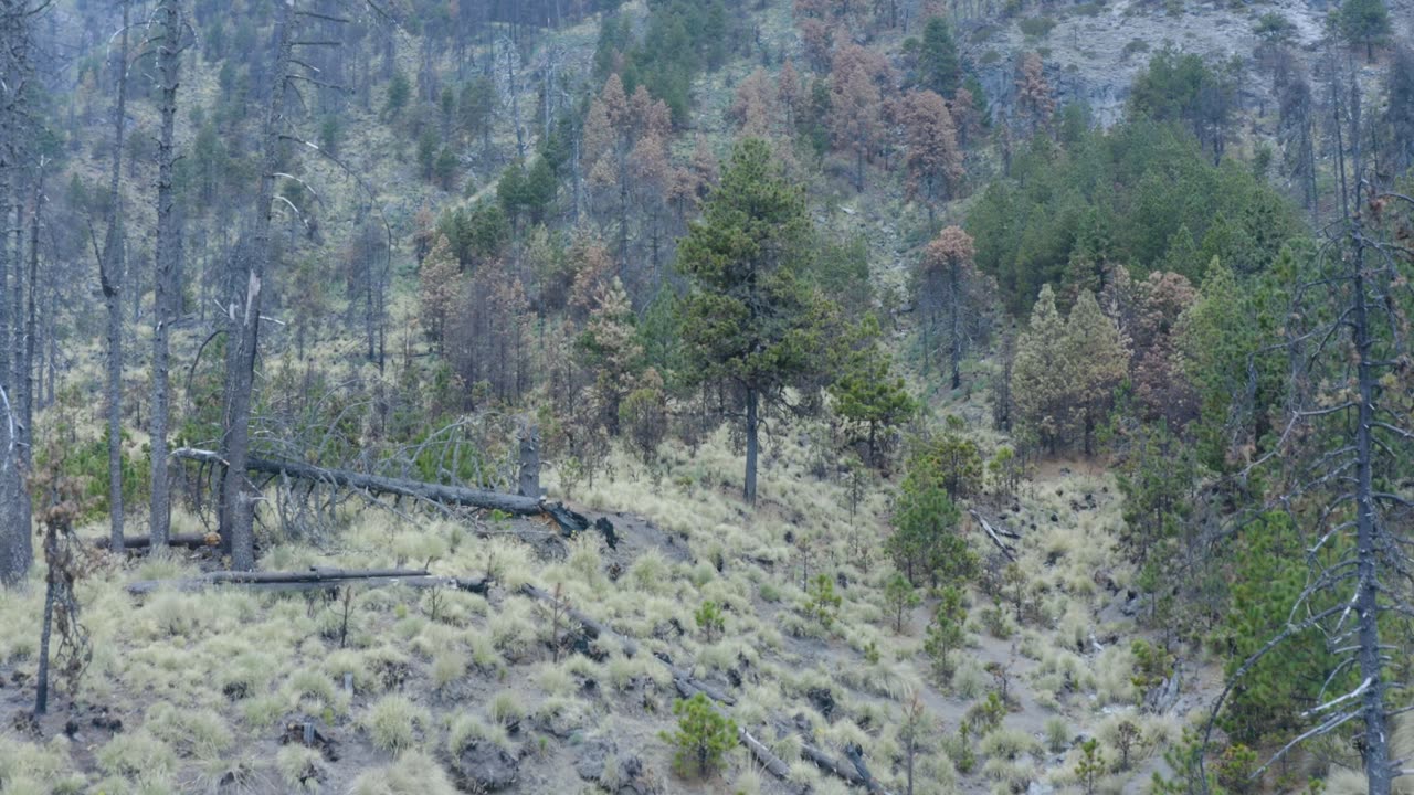 Flying low through a forest