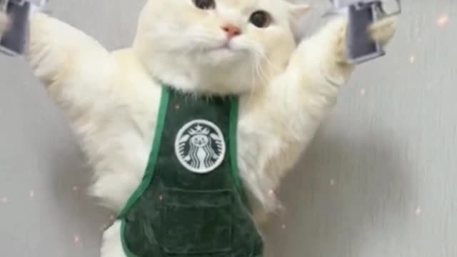 cat play guns