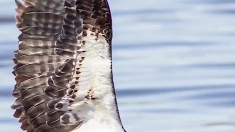 Osprey fact