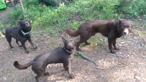 Jackson, Cash, Bred to herd, they've been taught to freeze while controlling sheep movements