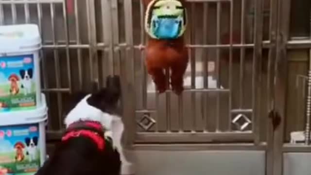 Funny Dog video | Dog video