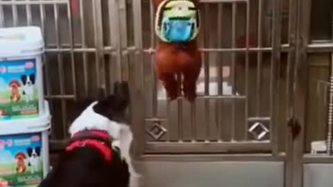 Funny Dog video | Dog video