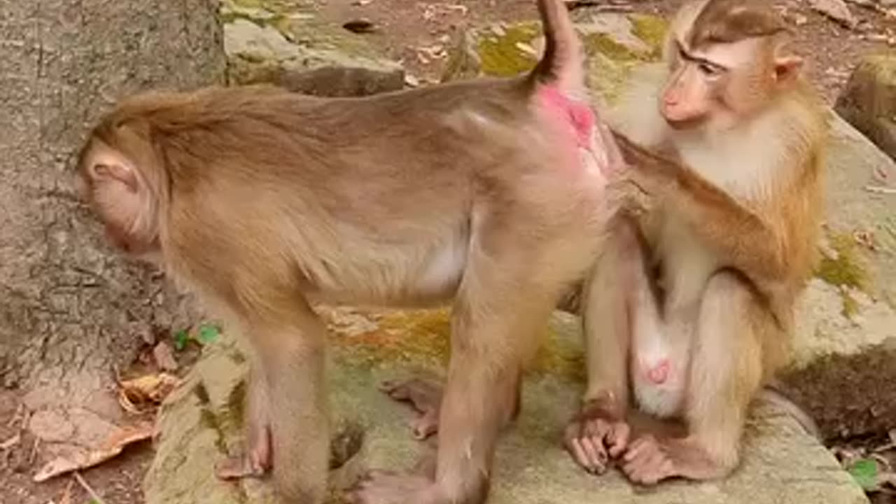 Lust monkey finally did his job|میمون شهوتی بلاخره کار خود را کرد