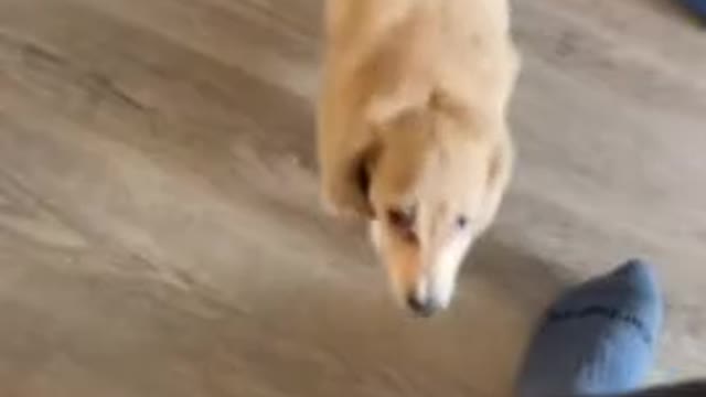 Puppy gets super excited when it's time to open presents