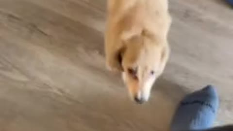 Puppy gets super excited when it's time to open presents