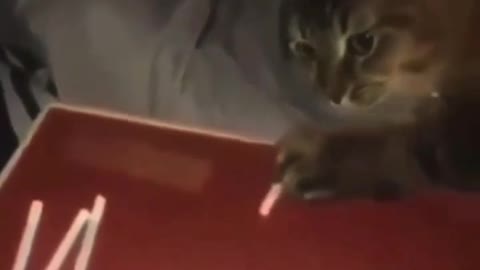 cat smoking 🚭 music and fun