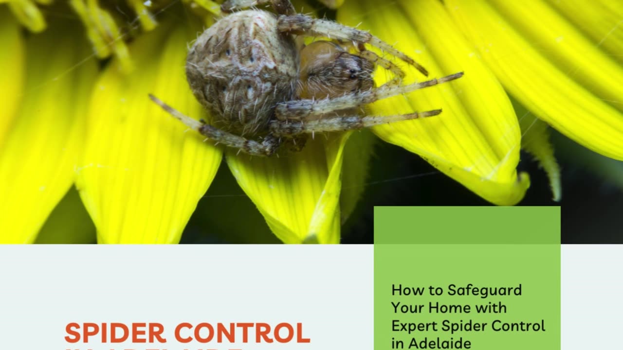 How to Safeguard Your Home with Expert Spider Control in Adelaide
