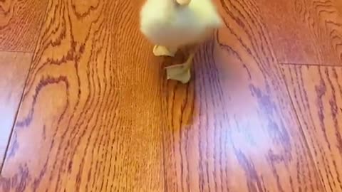 Cat and Duck playing