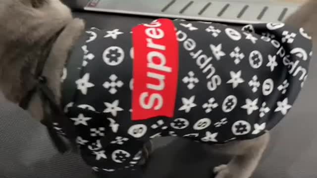 Cats never think of themselves as masters