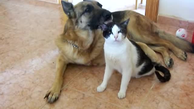 Amazing Dog and Cat friendship