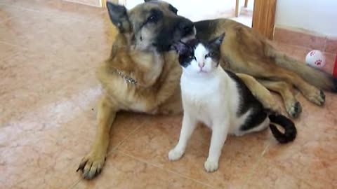 Amazing Dog and Cat friendship