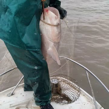 Толстолоб очень маленький))