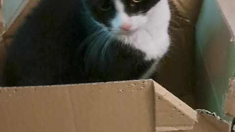 Kitten in a cardboard box, adorable