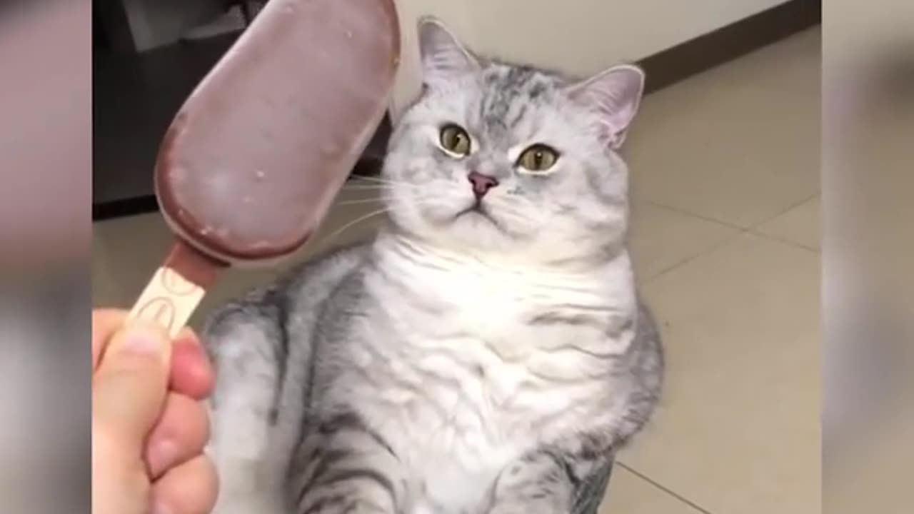 Funny Cats Videos 2020 😻 Funny Cat