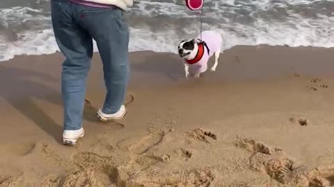 Puppy playing waves