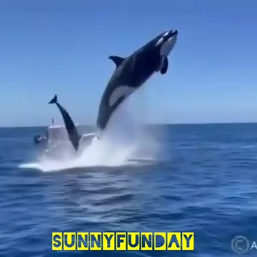 Look at that, what a big DOLPHIN is diving🐋