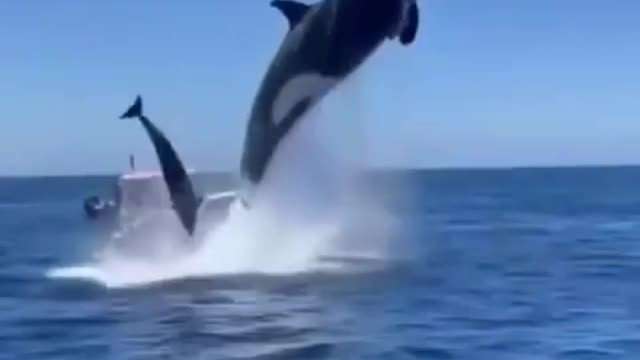 Look at that, what a big DOLPHIN is diving🐋