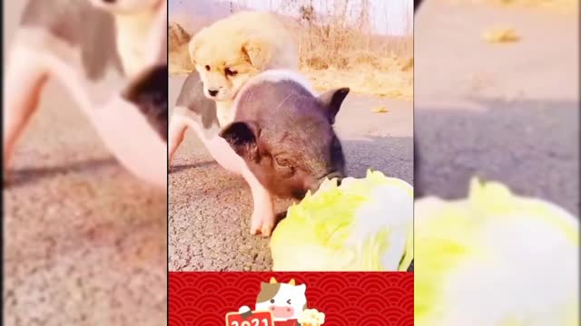 I am 🐷🐖 come to see me eating stroberies