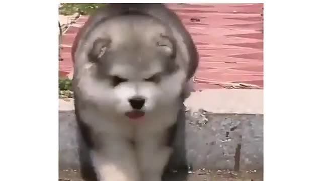 Cute and cute dramatic puppy