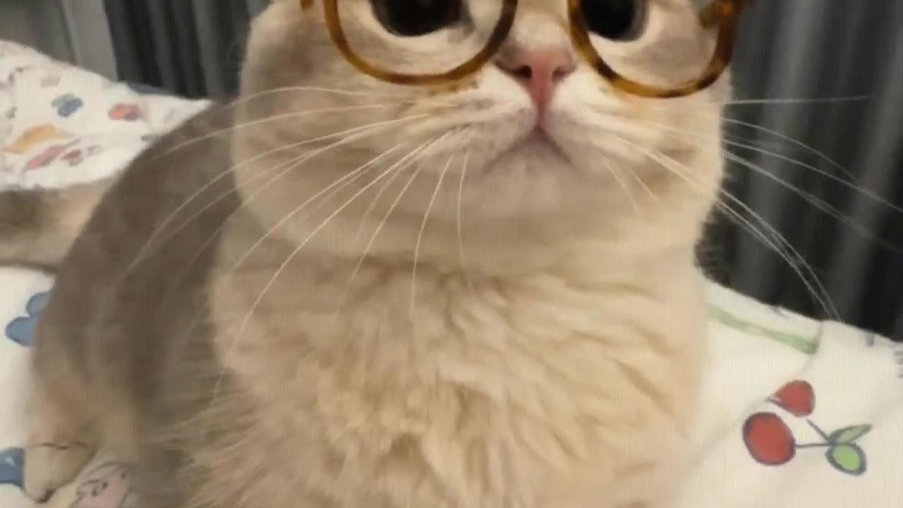 A little cat wearing glasses looks very scholarly.