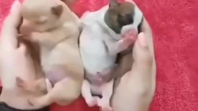 Cute baby dogs 🥰