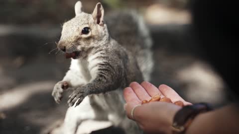 Squirrel eats nut